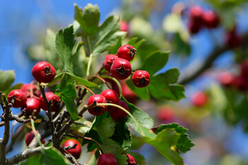 Red hawthorn fruit Crataegus, close-up. Crataegus, commonly called hawthorn, rosehip, blackthorn,...