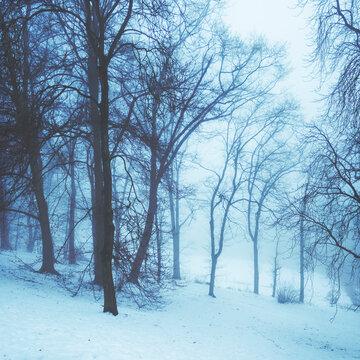 Trees covered with snow at forest