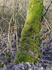 Mossy Tree Trunk, Birch