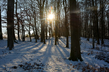 Sunrise in a wintry forest with snow and shadows