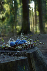 A nest of twigs with three painted blue speckled eggs