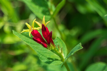 Woodland Pinkroot wildflower close-up