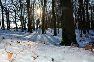 Deep snow with sunrise behind the trees in the forest