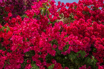 Fototapeta premium Many Flowers Of A Red Bougainvillea