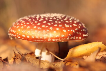 Toadstool