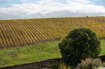 Fototapeta na wymiar Colorful autumn landscape of oldest wine region in world Douro valley in Portugal, different varietes of grape vines growing on terraced vineyards, production of red, white and port wine.