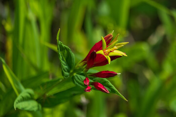 Woodland Pinkroot wildflower close-up