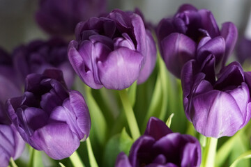 Fresh spring violet tulips flowers background.