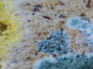 Various Types Of Mold On Bread