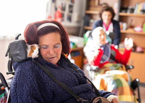 Mature disabled woman with guinea pig sitting on wheelchair at rehabilitation center