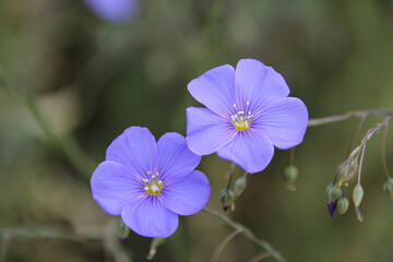 Flowering Flax, Linum Narbonense