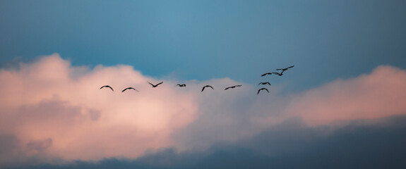 birds through clouds