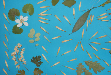 Dried herbs on colorized background