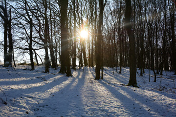 Long shadows in the snow at sunrise in a forest