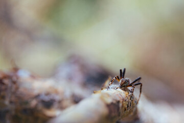 spider on a branch