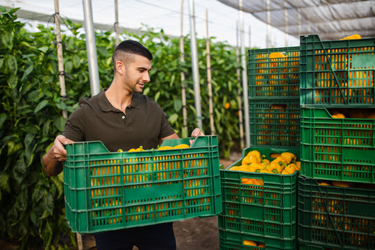Handsome young farmer carrying yellow bell peppers in green plastic crate at greenhouse