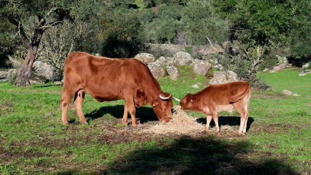 A Retinta cow and calf eating hay in the meadow of Extremadura, Spain