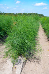Green plants of white asparagus in summer in rows on field