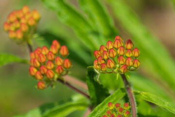 Butterfly Weed wildflowers close-up