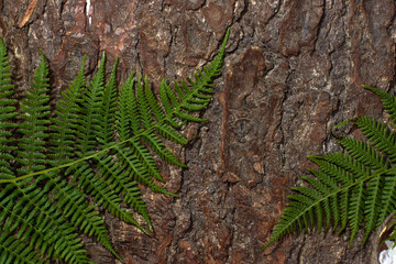 Green lace fern leaves on wooden background.
