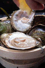 Fresh raw European flat oyster grown in Brittany in Belon river, France