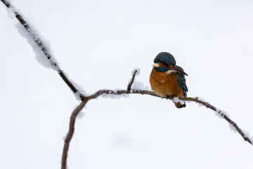 Eisvogel