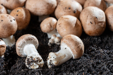 Brown champignons mushrooms growing in underground caves in Kanne, Belgium