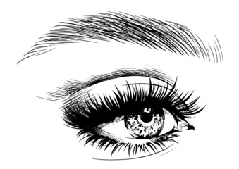 Illustration of woman eye with long lashes and modern eyebrows