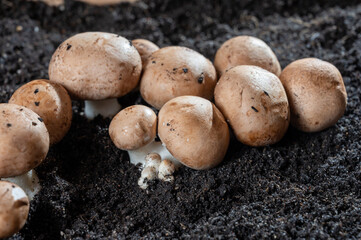 Brown champignons mushrooms growing in underground caves in Kanne, Belgium