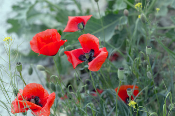 Naklejka premium Red poppy flower springtime