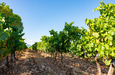 Fototapeta na wymiar Rows of ripe wine grapes plants on vineyards in Cotes de Provence, region Provence, south of France