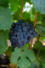 Ripe black or blue grenache wine grapes using for making rose or red wine ready to harvest on vineyards in Cotes  de Provence, region Provence, south of France