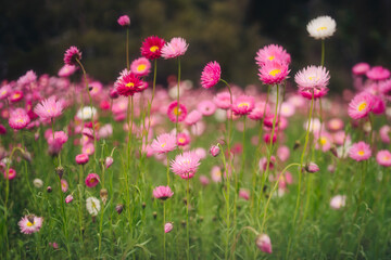 Field of everlasting paper daisies in spring