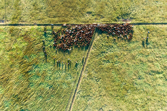 Aerial view of cattle funnelling through a gate in lush pasture.