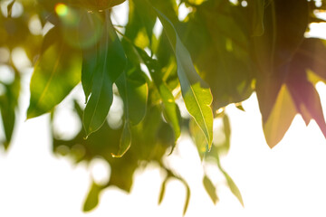 Gum tree leaves with highlights and blur