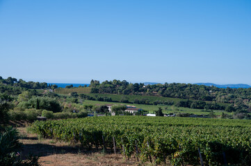 Fototapeta na wymiar Rows of ripe wine grapes plants on vineyards in Cotes de Provence near Saint-Tropez, region Provence, Saint-Tropez, south of France