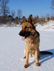German shepherd sitting on a white snow-covered lake.