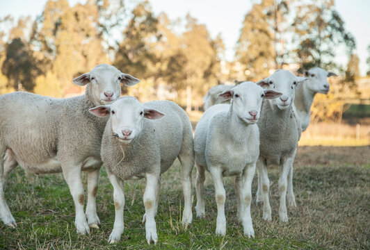 Group of young white dorper sheep looking at camera