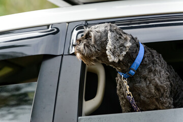 Dark grey dog with blue collar and chain looking out of car window