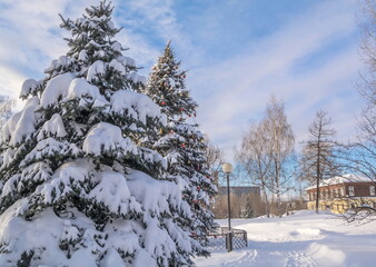 
Snow covered fluffy spruce on frosty sunny winter day
