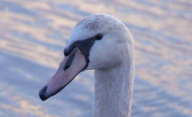 Handsome white swan