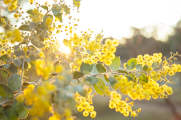 Beautiful blossoms of golden wattle in the afternoon sunlight