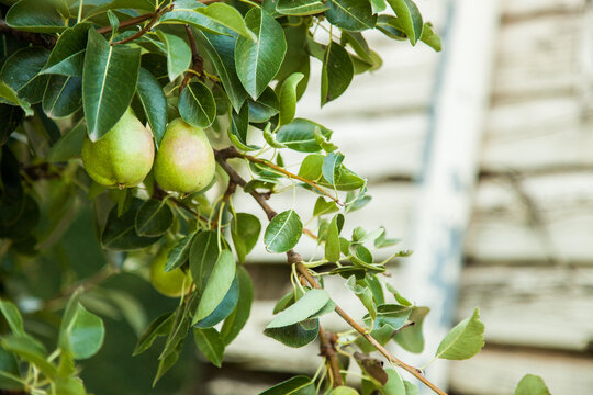 Fruit growing on a green pear tree on a farm