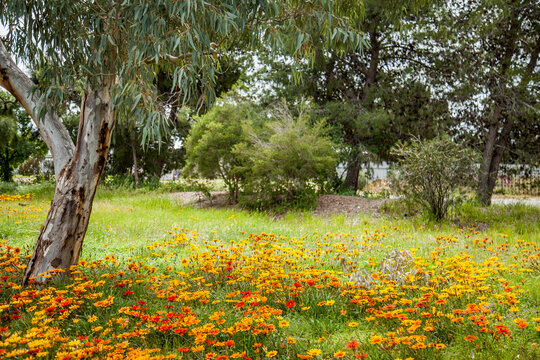 Bright Red Yellow And Orange Gazania Flowers Flowering Under A Gum Tree