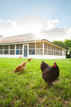 Free range chooks in front of country homestead on a farm