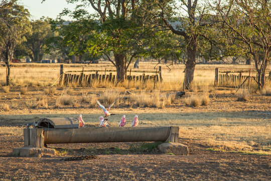 Galahs drinking at a water trough in the afternoon