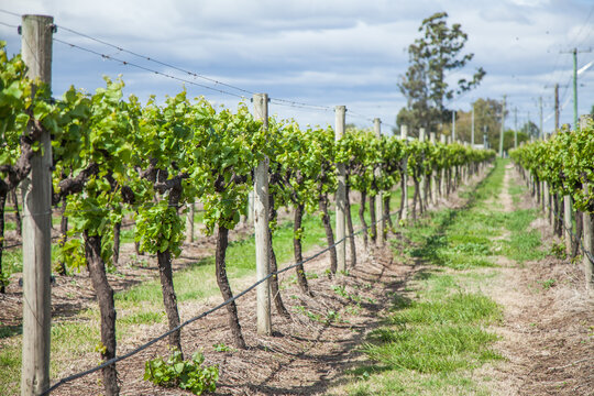 Green grape vines in the spring sunlight