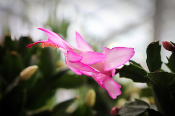 Side view of a pink Christmas Cactus flower