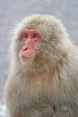 Japanese macaque or snow monkey in winter, Jigokudani, Honshu, Japan