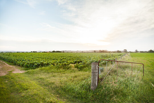 Gate and fence of bean plant crop in paddock
